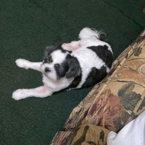 Meet your Posher, Vincent